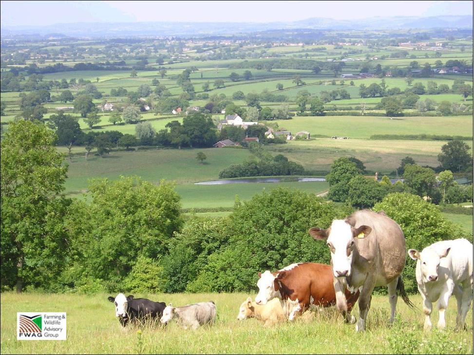 Whiteways Farmhouse Bed & Breakfast Dorchester Luaran gambar